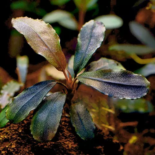 Bucephalandra mini red - SONGROW (koszyk) - RARYTAS!