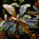 Bucephalandra mini red - SONGROW (koszyk) - RARYTAS!
