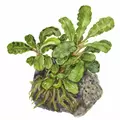 Bucephalandra pygmaea Bukit Kelam - TROPICA (koszyk)
