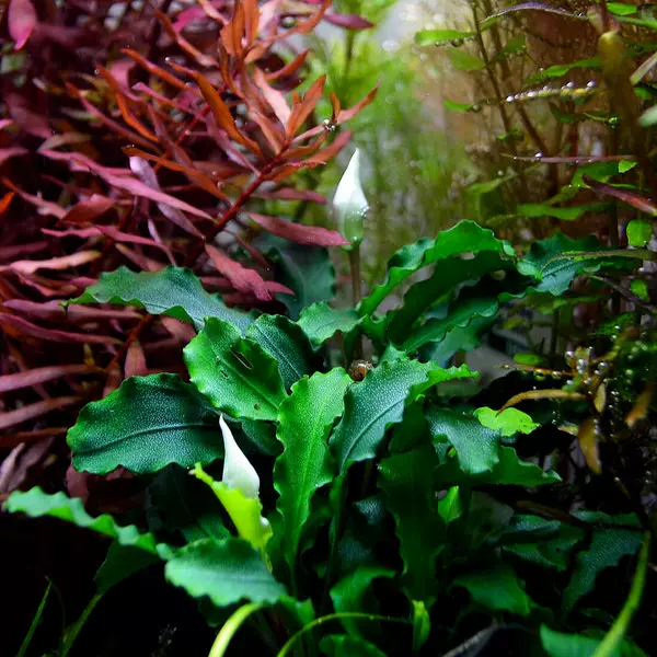Bucephalandra pygmaea Bukit Kelam - TROPICA (koszyk)