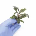Bucephalandra Red central - PLANTACJA (koszyk)
