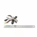 Bucephalandra Red central - PLANTACJA (koszyk)