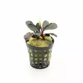 Bucephalandra Red central - PLANTACJA (koszyk)