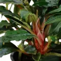 Bucephalandra red - SONGROW (in-vitro) RARYTAS