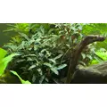 Bucephalandra red - SONGROW (in-vitro) RARYTAS