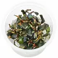 Bucephalandra red - SONGROW (in-vitro) RARYTAS