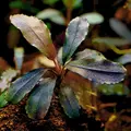 Bucephalandra red - SONGROW (in-vitro) - RARYTAS!