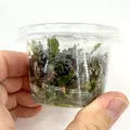 Bucephalandra red - SONGROW (in-vitro) - RARYTAS!