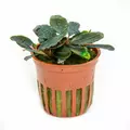 Bucephalandra sordidula Blue - TROPICA (koszyk)