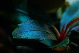 Bucephalandra sordidula Blue - TROPICA (koszyk)