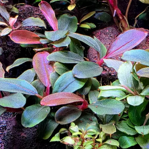 Bucephalandra sordidula Blue - TROPICA (koszyk)