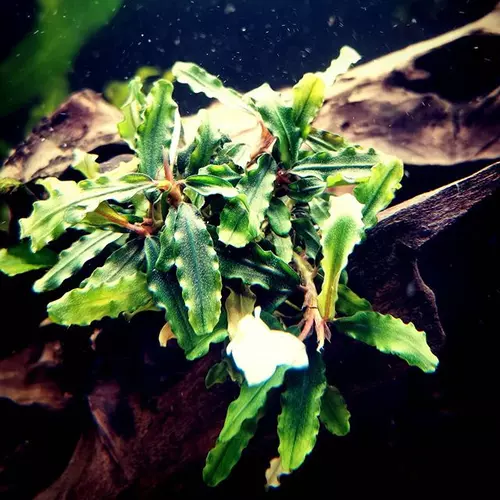 Bucephalandra sp. Aqua Artica