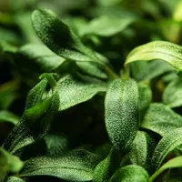 Bucephalandra sp. Needle leaf - (in-vitro) puszka 7cm TROPICA 12GROW
