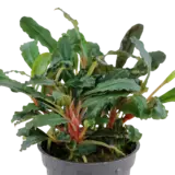 Bucephalandra sp. red - TROPICA (koszyk)