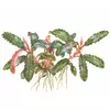 Bucephalandra sp. red - TROPICA (koszyk)