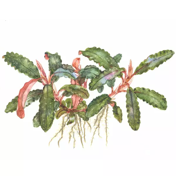 Bucephalandra sp. red - TROPICA (koszyk)