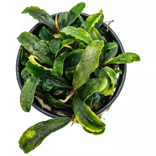 Bucephalandra sp. Theia Green