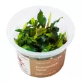 Bucephalandra sp. Ulysses - in-vitro Aqua Art - RARYTAS