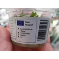 Bucephalandra sp. Ulysses - in-vitro Aqua Art - RARYTAS