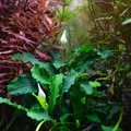 Bucephalandra Wave leaf - in-vitro Aqua Art