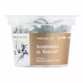 Bucephalandra Wave leaf - in-vitro Aqua Art