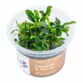 Bucephalandra Wave leaf - in-vitro Aqua Art
