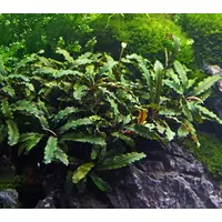 Bucephalandra Wavy Green
