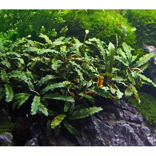 Bucephalandra Wavy Green