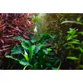 Bucephalandra Wavy green - Songrow (koszyk)