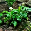Bucephalandra Wavy green - Songrow (koszyk)