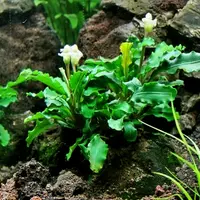 Bucephalandra Wavy green - Songrow (koszyk)