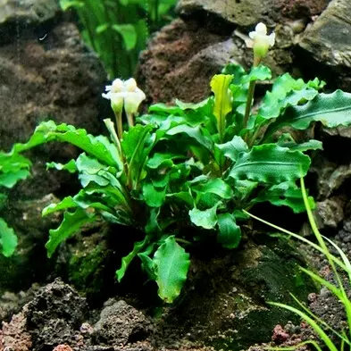 Bucephalandra Wavy green - Songrow (koszyk)