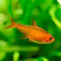 Bystrzyk Amanda - Hyphessobrycon amandae (1szt) KR