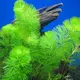 Cabomba sp. - RA koszyk du�y XXL