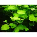 Cardamine lyrata - RA koszyk XXL