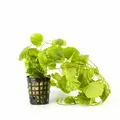 Cardamine lyrata - RA koszyk XXL