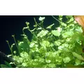 Cardamine lyrata - RA koszyk XXL