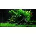Cardamine lyrata - RA koszyk XXL