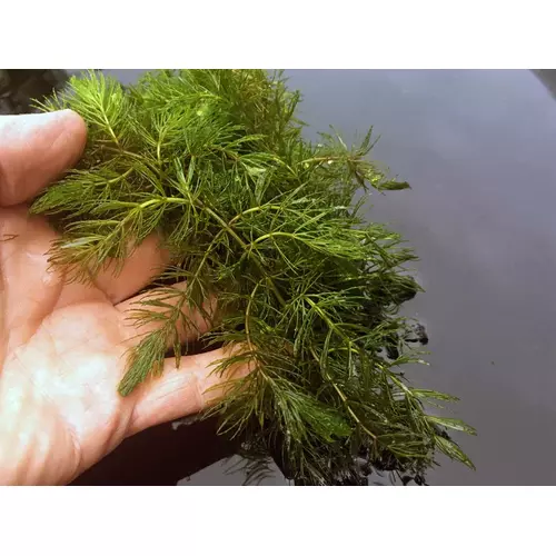 Ceratophyllum demersum