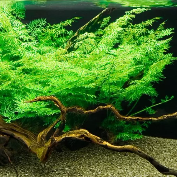 Ceratopteris thalicroides - TROPICA (koszyk)