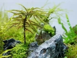 Climacium japonicum Tree Moss