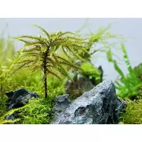 Climacium japonicum Tree Moss