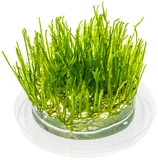 Climacium japonicum Tree Moss