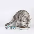 Comfy Appetit Premium Str Tu� Kot 85g