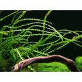 Crinum calamistratum - egzemplarz