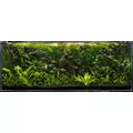 Crinum calamistratum - TROPICA (koszyk)