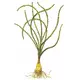 Crinum calamistratum - TROPICA (koszyk)