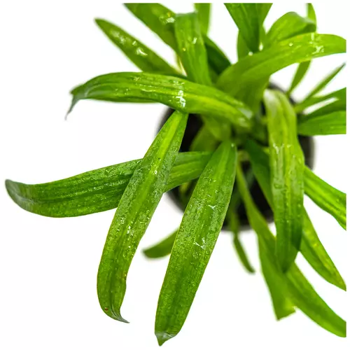 Cryptocoryne albida