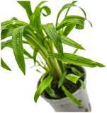 Cryptocoryne albida