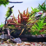 Cryptocoryne albida brown - TROPICA (koszyk)